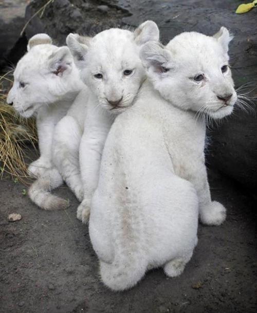 Picture 6 of The most expensive pets in the world