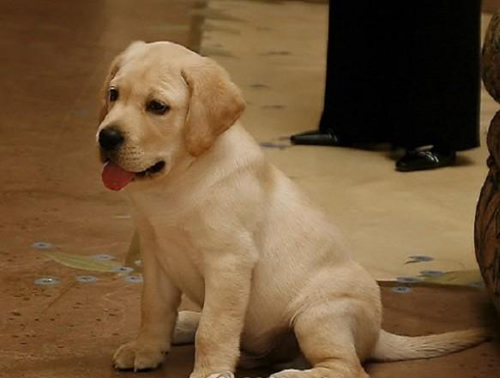 Picture 7 of The most expensive pets in the world