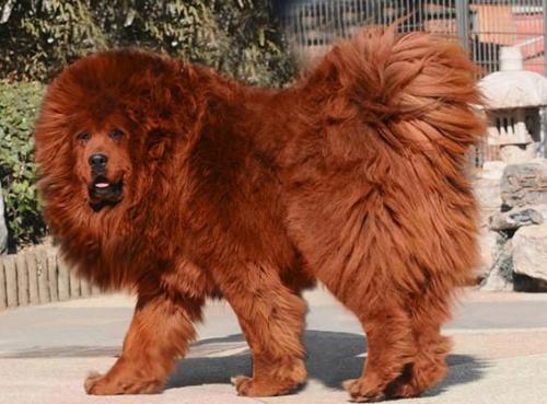 Picture 8 of The most expensive pets in the world