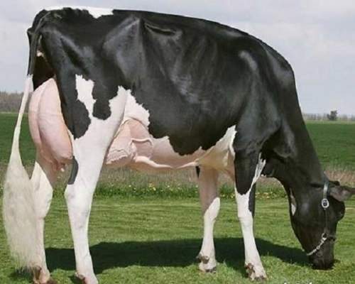 Picture 9 of The most expensive pets in the world