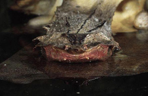 Picture 4 of The most feared animals in the world (P1)