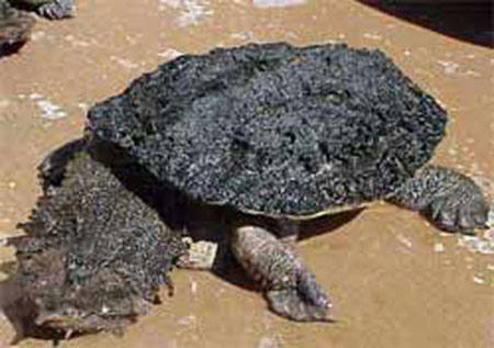 Picture 5 of The most feared animals in the world (P1)