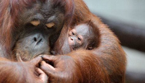 Picture 10 of The most funny animal pictures of 2010