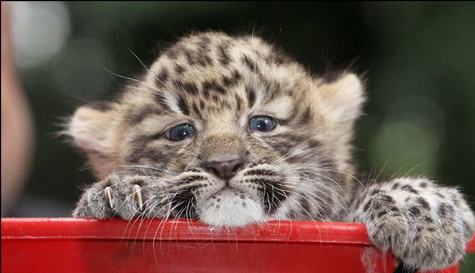 Picture 5 of The most funny animal pictures of 2010