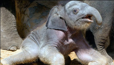 Picture 6 of The most funny animal pictures of 2010