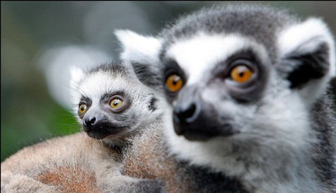Picture 7 of The most funny animal pictures of 2010