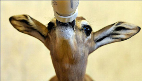 Picture 8 of The most funny animal pictures of 2010