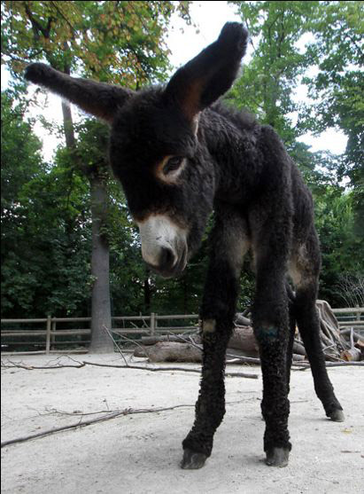 Picture 9 of The most funny animal pictures of 2010