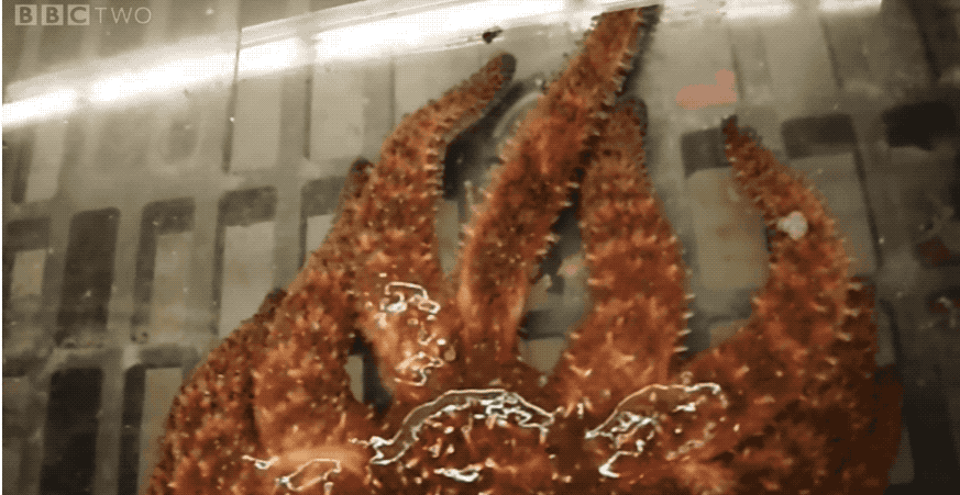 Picture 1 of The most horrible 'Monster' in the ocean: Possession of thousands of eyes but no brain