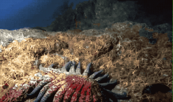 Picture 4 of The most horrible 'Monster' in the ocean: Possession of thousands of eyes but no brain