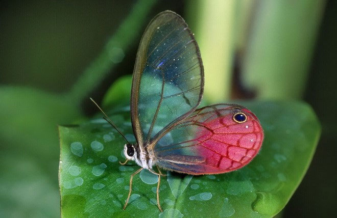 Picture 12 of The most impressive and mysterious transparent animals