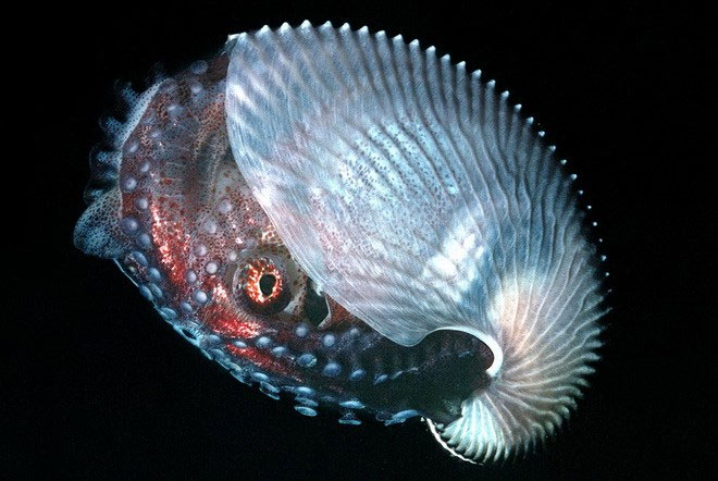 Picture 13 of The most impressive and mysterious transparent animals