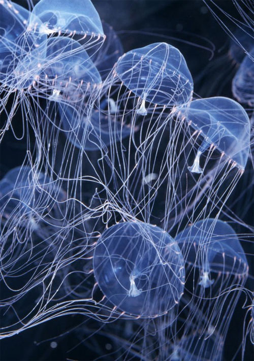 Picture 15 of The most impressive and mysterious transparent animals