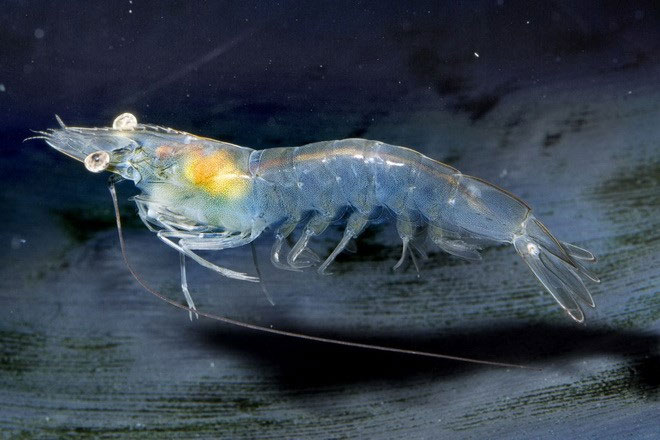 Picture 17 of The most impressive and mysterious transparent animals