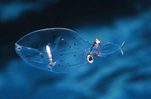 Picture 7 of The most impressive and mysterious transparent animals