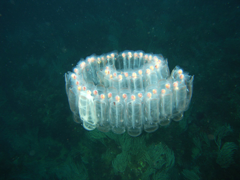 Picture 8 of The most impressive and mysterious transparent animals