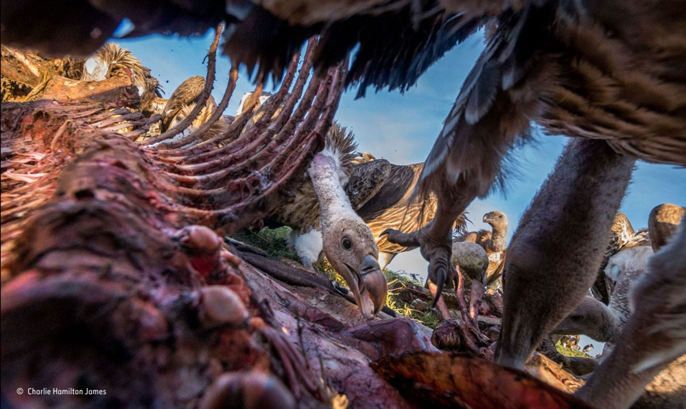 Picture 10 of The most impressive scientific photos of 2015
