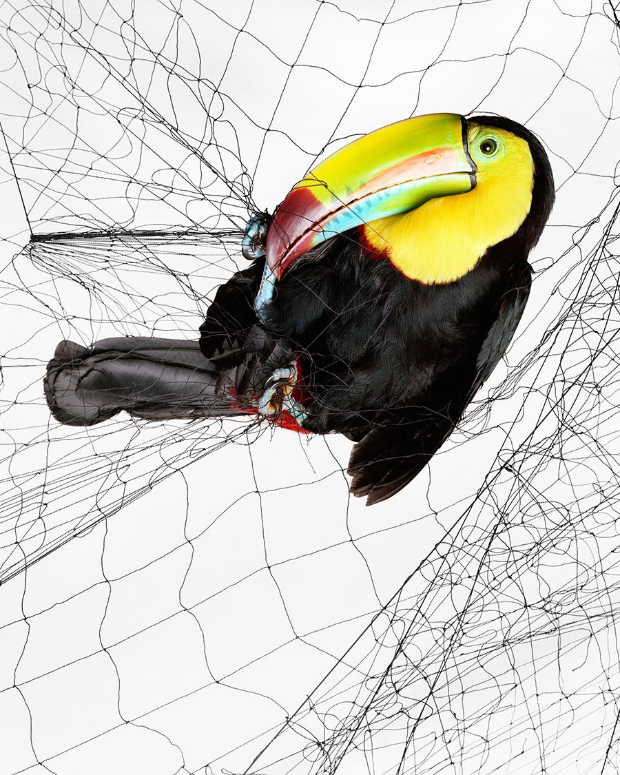 Picture 13 of The most impressive scientific photos of 2015