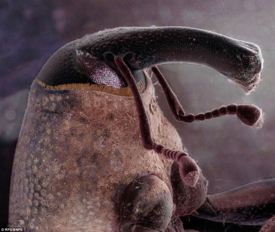 Picture 4 of The most impressive scientific photos of 2015