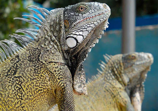 Picture 2 of The most interesting things about the country of Curacao that you do not know