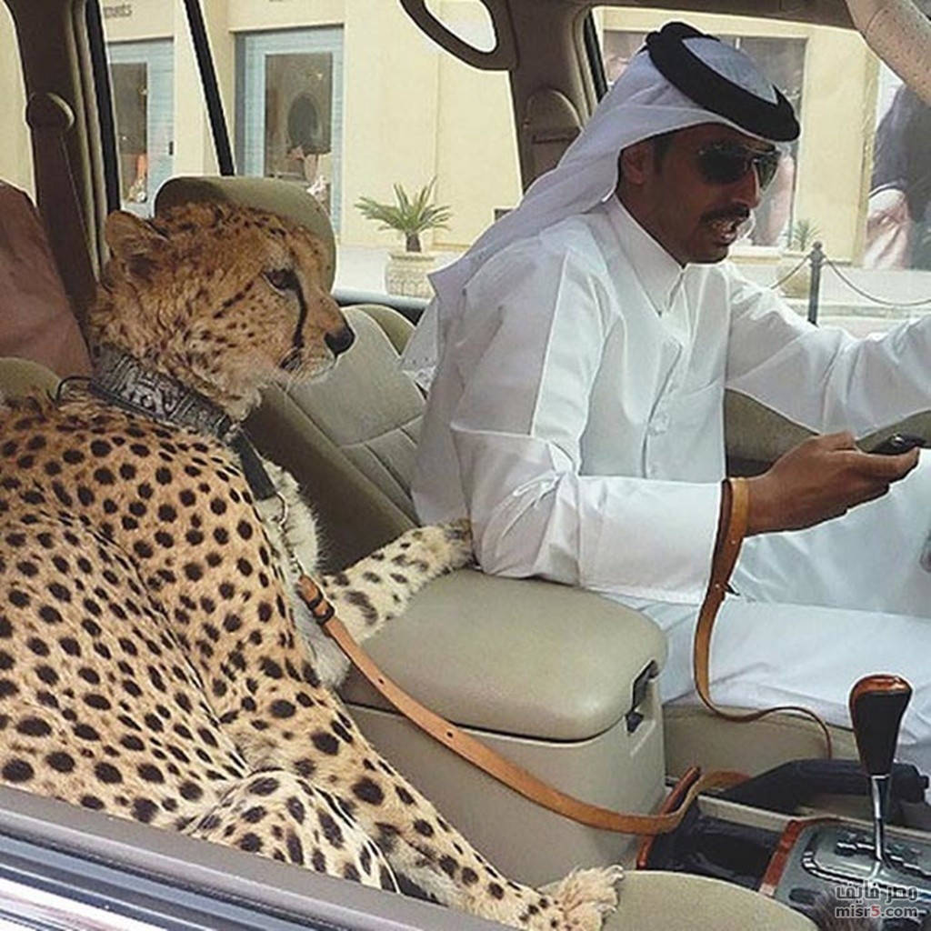 Picture 3 of The most luxurious life in the world in Dubai