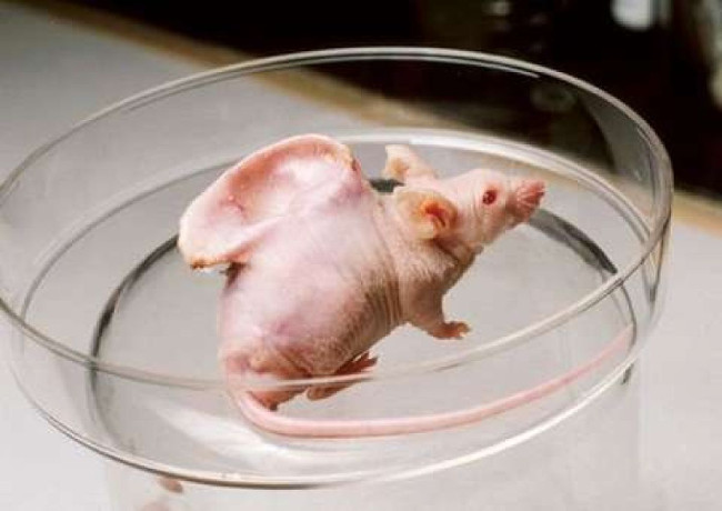 Picture 5 of The most macabre experiments in the history of world science