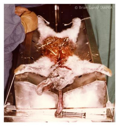 Picture 8 of The most macabre experiments in the history of world science