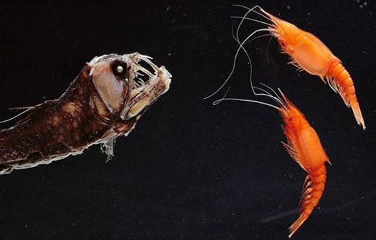 Picture 2 of The most monstrous animals in the world