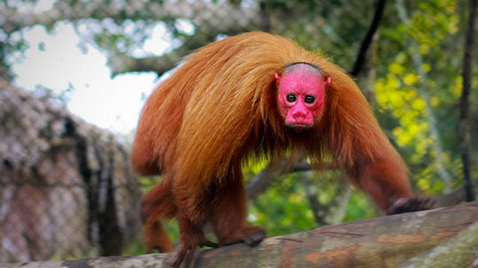 Picture 3 of The most monstrous animals in the world