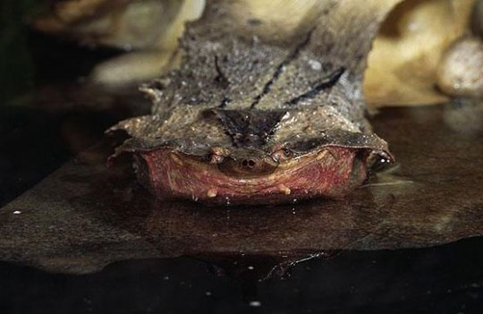 Picture 4 of The most monstrous animals in the world