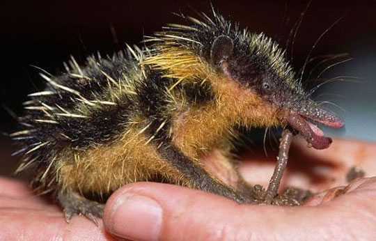 Picture 5 of The most monstrous animals in the world