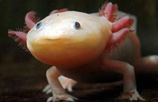 Picture 6 of The most monstrous animals in the world