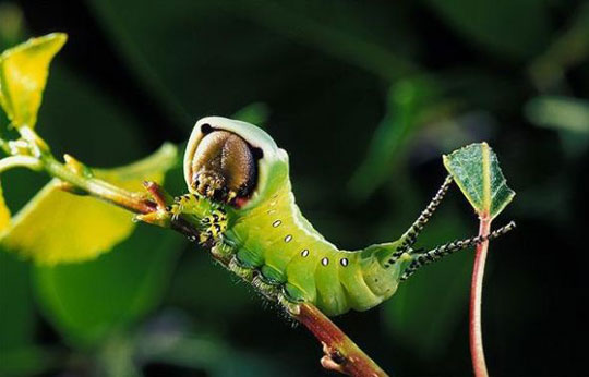 Picture 9 of The most monstrous animals in the world