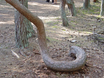 Picture 2 of The most mysterious 'drunken forest' in the world