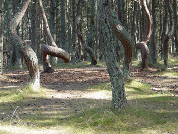 Picture 3 of The most mysterious 'drunken forest' in the world