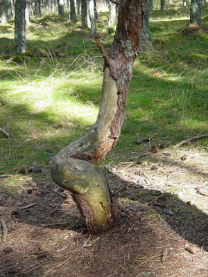 Picture 5 of The most mysterious 'drunken forest' in the world