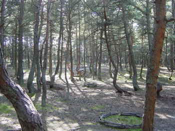 Picture 6 of The most mysterious 'drunken forest' in the world