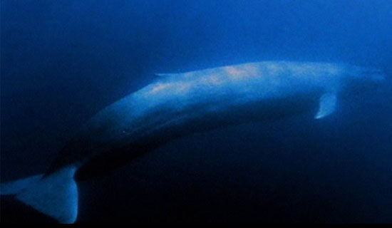 Picture 1 of The most noisy animals on the planet