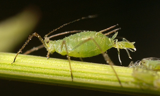 Picture 1 of The most rushed breeding species in the animal world