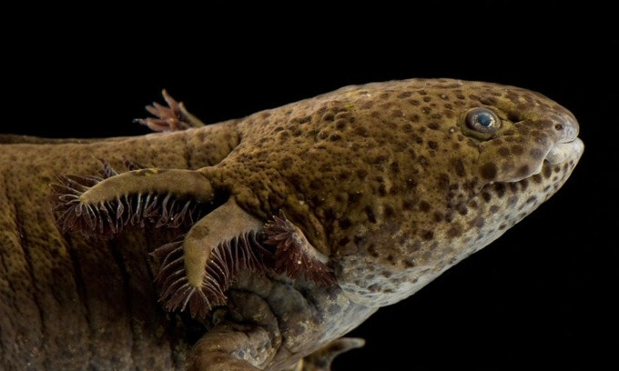 Picture 2 of The most rushed breeding species in the animal world
