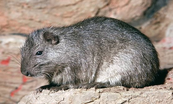 Picture 3 of The most rushed breeding species in the animal world
