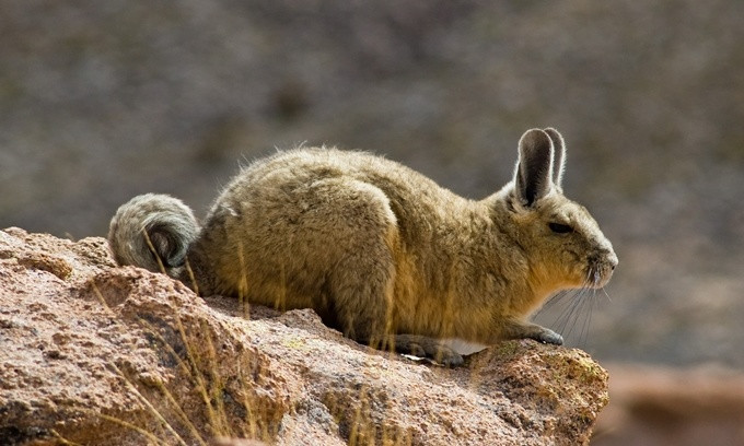 Picture 4 of The most rushed breeding species in the animal world