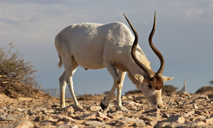 Picture 5 of The most rushed breeding species in the animal world