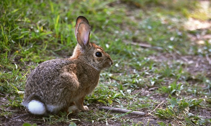 Picture 6 of The most rushed breeding species in the animal world