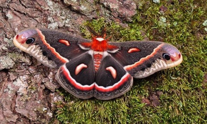 Picture 7 of The most rushed breeding species in the animal world