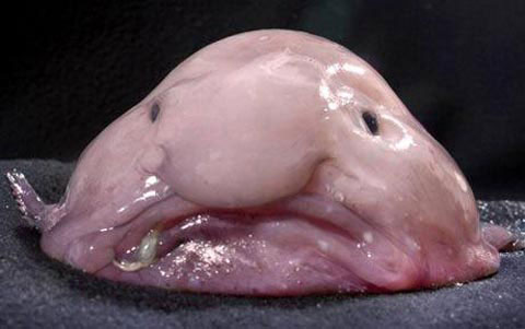 Picture 1 of The most sad animal on the planet is about to be extinct