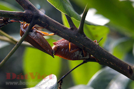Picture 2 of The most stinking bugs ... eat the most