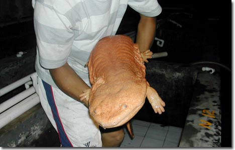 Picture 1 of The most strange creatures in the world are becoming increasingly unusual