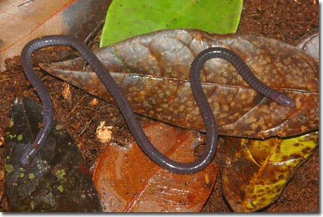Picture 2 of The most strange creatures in the world are becoming increasingly unusual