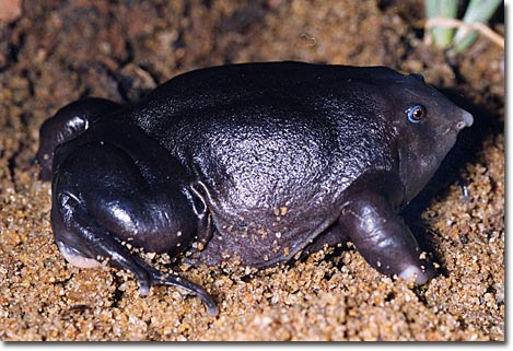 Picture 3 of The most strange creatures in the world are becoming increasingly unusual